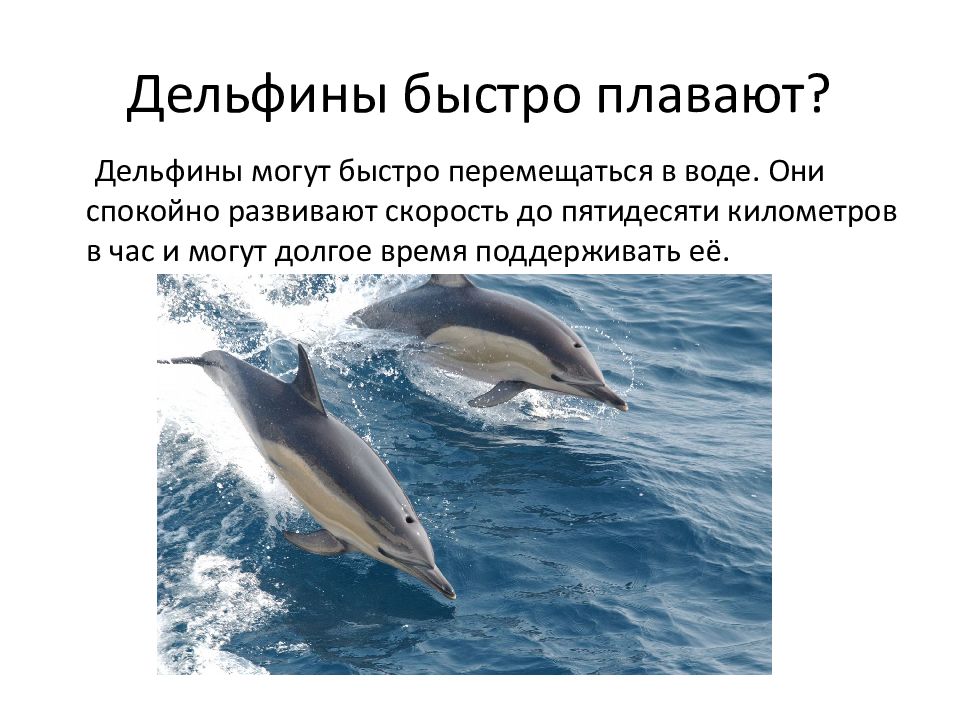 Общение дельфинов между собой