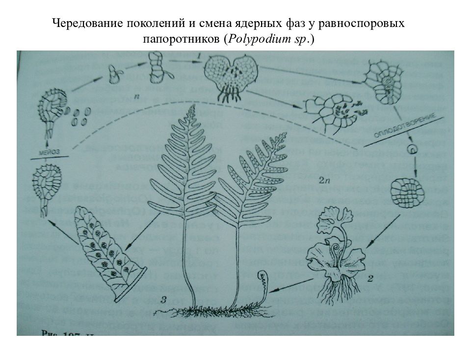 Чередование поколений. Чередование поколений у папоротникообразных. Чередование поколений у папоротников схема. Жизненный цикл равноспорового папоротника схема. Ульва чередование поколений.