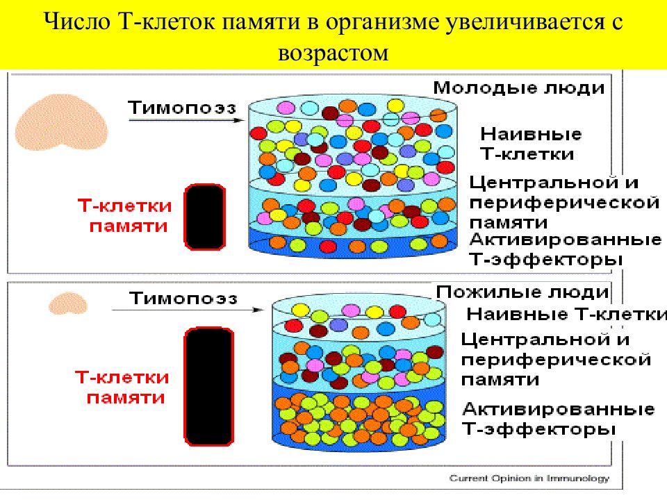 Презентация иммунологическая память