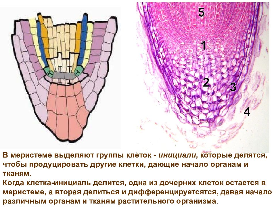 Клетки образовательной ткани меристемы растений. Инициальные клетки. Что такое клетки-инициали?. Инициальные клетки меристем. Образовательные ткани инициали.