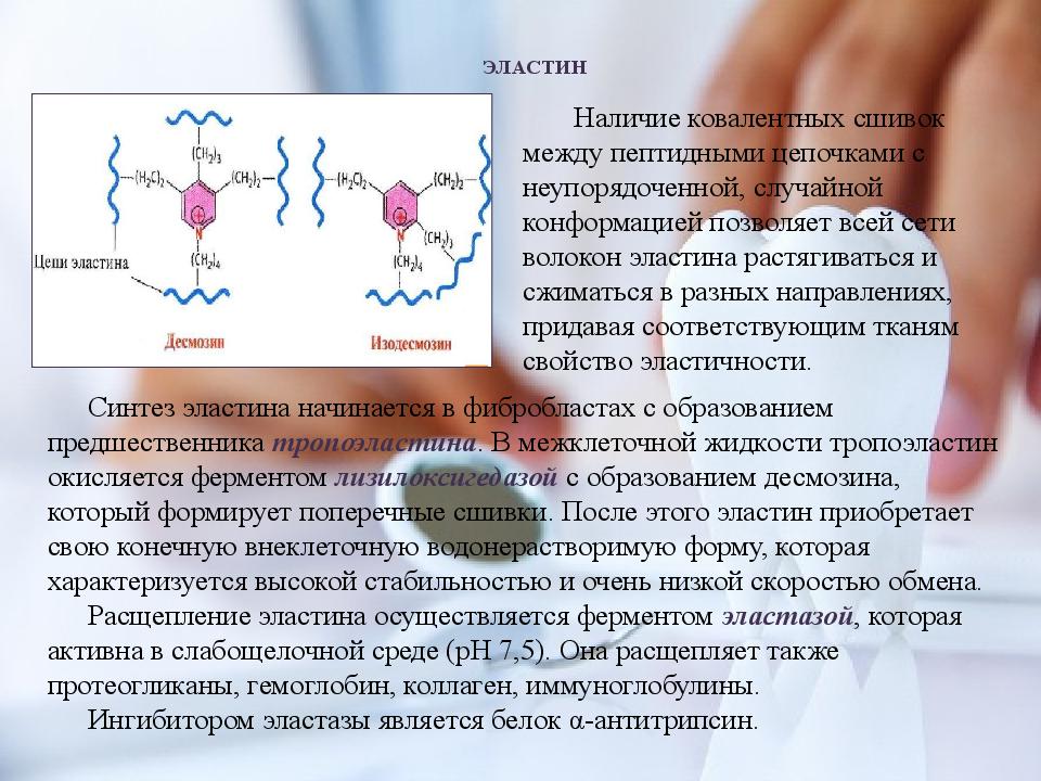 Эластин. Синтез эластина. Сшивки в эластине. Функции эластина. Поперечные сшивки коллагена.