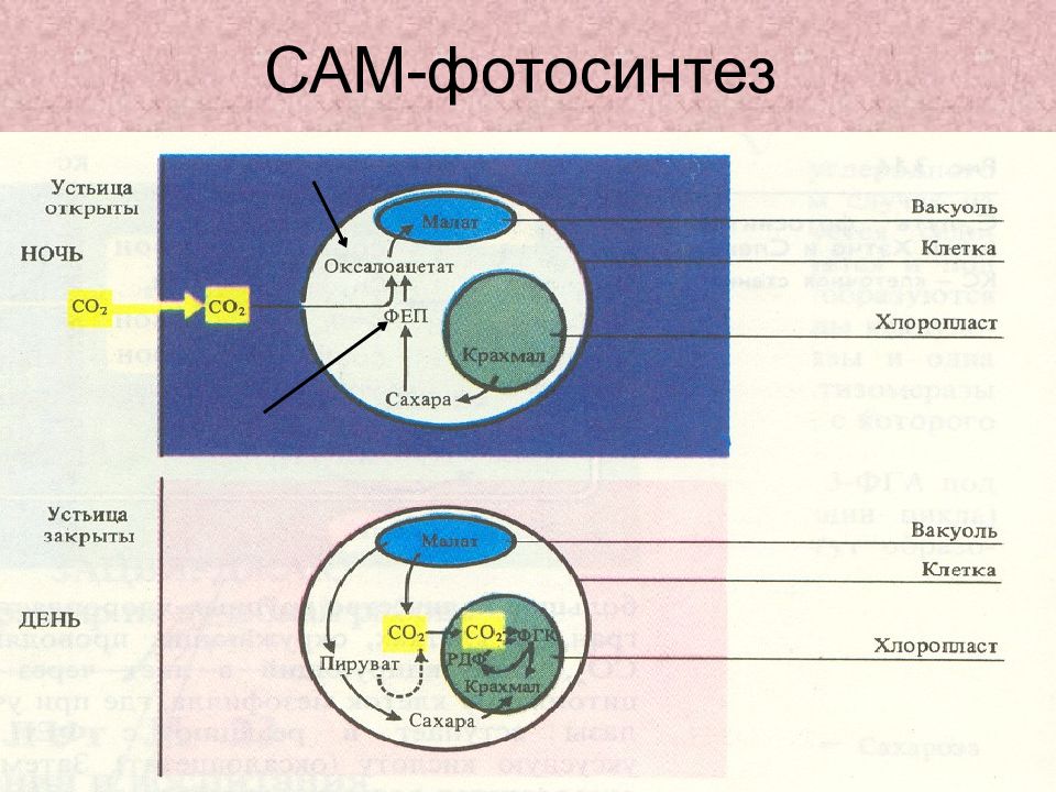 Фотосинтез процессы 4. Cam путь фотосинтеза схема. С3 фотосинтез схема. Cam фотосинтез схема. С3 и с4 фотосинтез кратко.