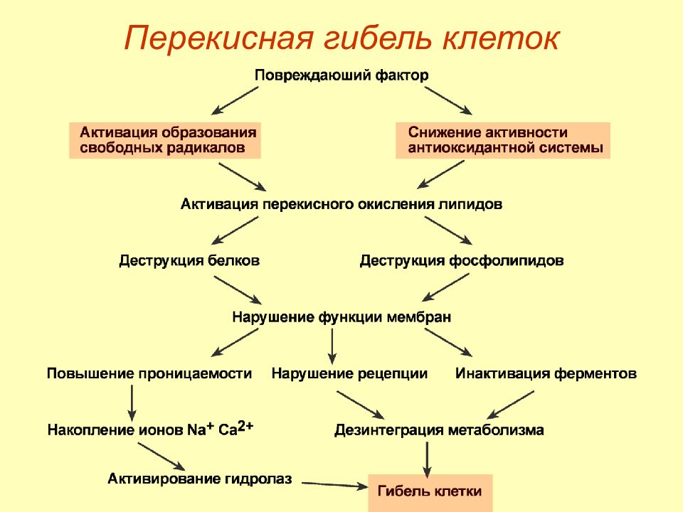 Схема участия усиленного перекисного окисления липидов в развитии патологии нейронов