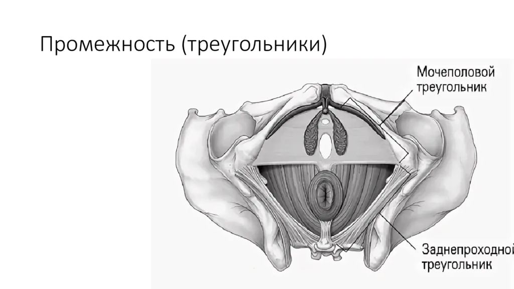 Мышцы тазового дна у женщин анатомия. Мышцы промежности анатомия. Сухожильный центр промежности анатомия. Анальный треугольник Мочеполовая диафрагма. Мочеполовая диафрагма таза.