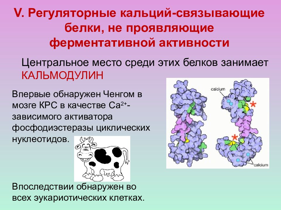 Связывающие белки. Кальцийсвязывающий белок. Кальций связывающий белок биохимия. Регуляторные белки. Роль кальций связывающих белков.