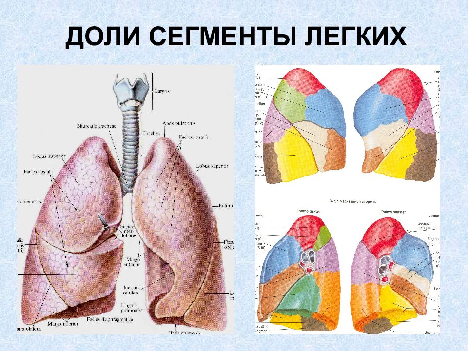 Легкое по сегментам картинки