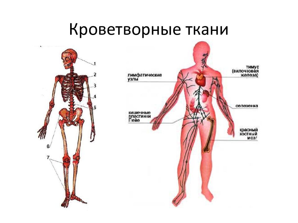 Кроветворный. Система органов кроветворения человека. Строение системы кроветворения. Кроветворная система человека схема. Органы кроветворения схема.