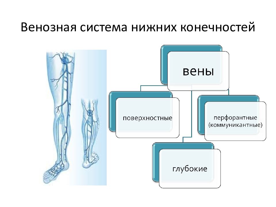 Венозная система. Характеристика венозной системы. Венозная система состав. Слайды венозной системы.