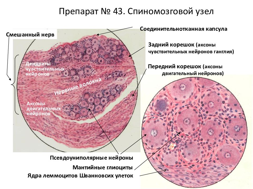 Спинномозговой узел гистология рисунок