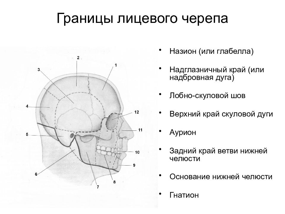 Соотношение мозгового и лицевого черепа