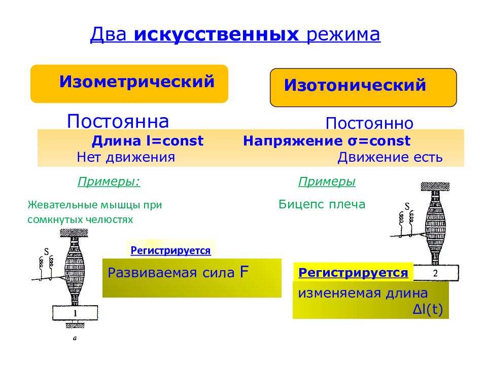 Искусственный режим. Изометрическое и изотоническое сокращение. Изотонический режим и изометрический. Изотопическое и изометрическое сокращение мышц. Изотонический и изометрический режимы сокращения.