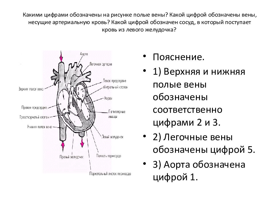 Какой цифрой на рисунке обозначена нижняя полая вена