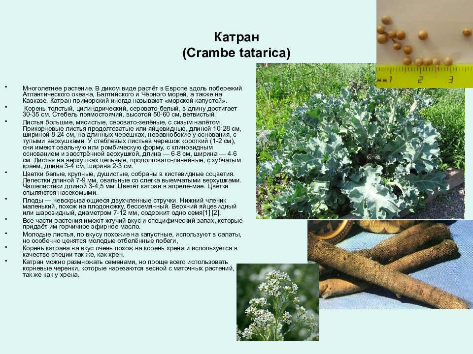 Https tatarica org. Катран (Crambe cordifolia). Катран растение корень. Катран Курск. Корень Катран сушеный.