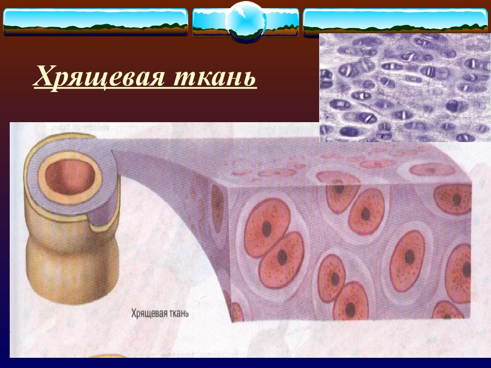 Егэ ткани человека презентация