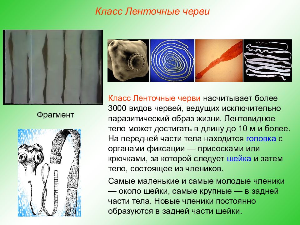 Жизнь ленточного червя. Тип плоские черви ленточные черви. Плоские ленточные черви биология 7 класс. Класс червей ленточные черви. Ленточные черви биология 8 класс.