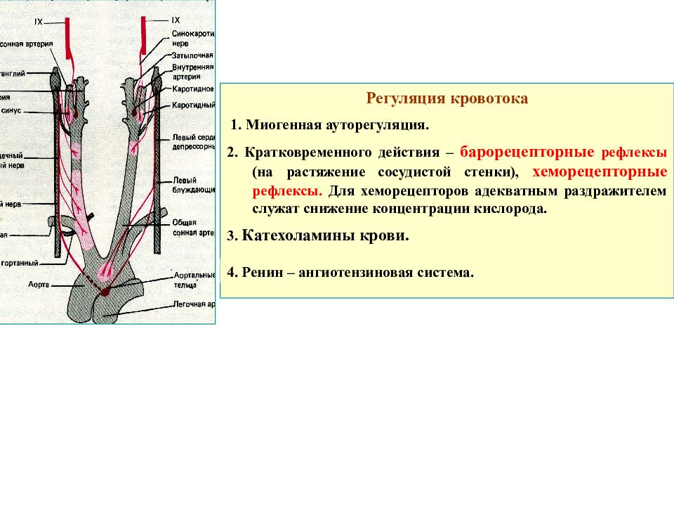 Рефлекс с хеморецепторов аорты