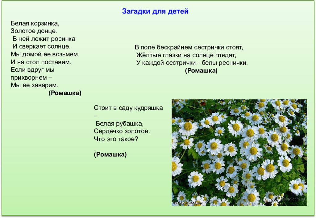 Ответ загадки белые. Загадка про ромашку. Загадка белая корзинка золотое Донце. Загадка про ромашку для детей. Загадки про лечебную ромашку.