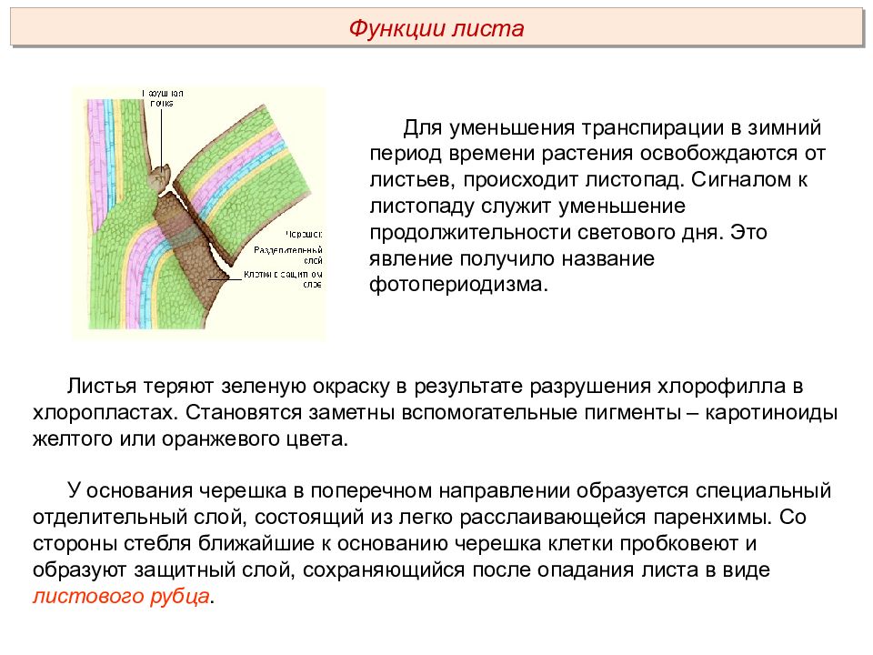 Сигналом листопаду служит. Функции листопада. Сигналом к наступлению листопада у растений служит. Что служит сигналом к наступлению листопада. Сигнал к наступлению листопада.