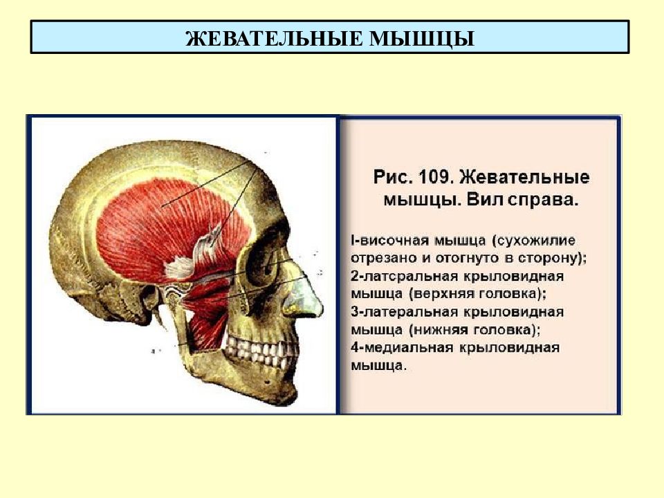 Мышцы жевательные фото