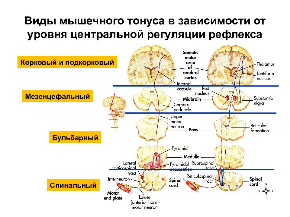 Мышечный тонус презентация