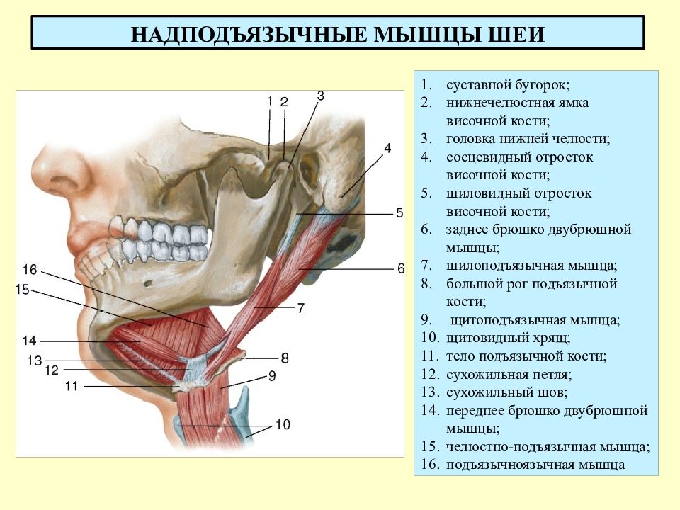 Основные принципы комплексного лечения заболеваний внчс и жевательных мышц презентация