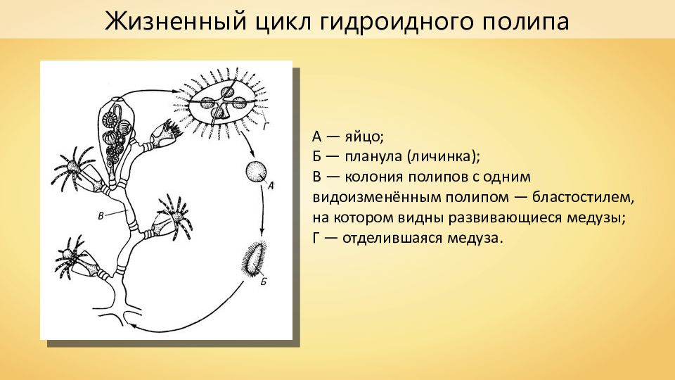 Указать стадию под буквой г на схеме цикла развития гидроидного полипа