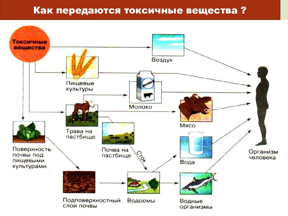 Попасть вещество. Пути попадания токсических веществ в организм. Схема поступления тяжелых металлов в организм человека. К чему относятся токсические вещества. Пути попадания токсического вещества в организм человека.