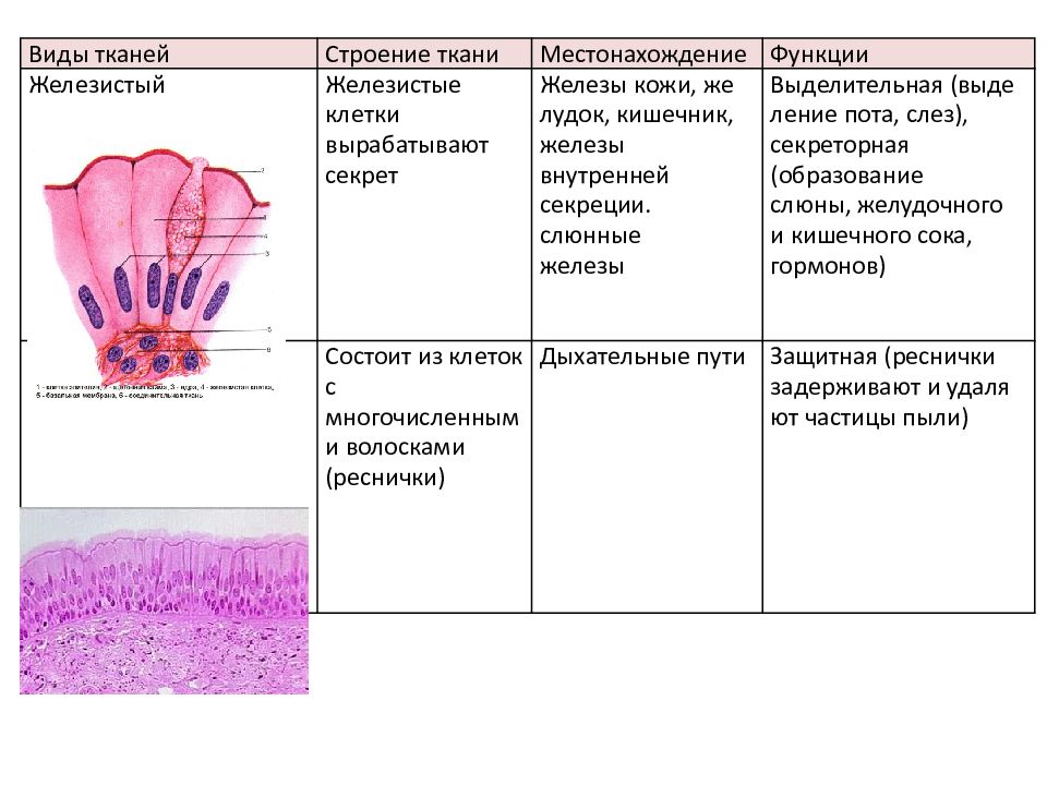 Клетка ткани строение функции. Выделительная ткань растений строение местонахождение функции. Железистая ткань строение и функции. Тип ткани анатомия фунци. Ткани растений выделительная ткань таблица.