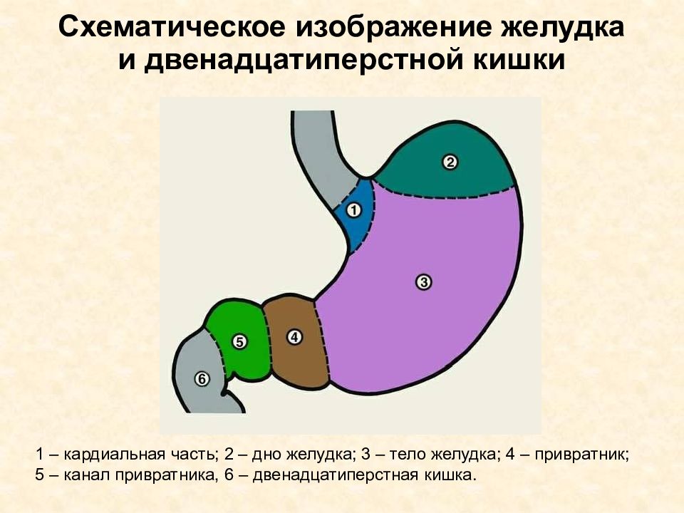 Желудок и двенадцатиперстная кишка. Схематическое изображение желудка. Схематическое изображение желудка и двенадцатиперстной кишки. Схематичный рисунок двенадцатиперстной кишки. Желудок схематично рисунок.