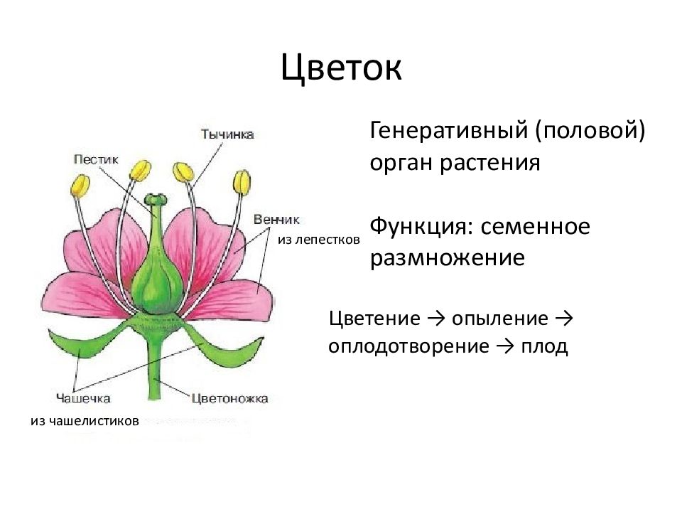 Пестик растение рисунок