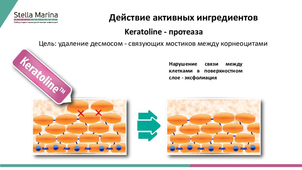 Естественный процесс. Эксфолиация корнеоцитов. Корнеоциты и ферменты. Протеаза на кожу. Кератолайн это фермент.