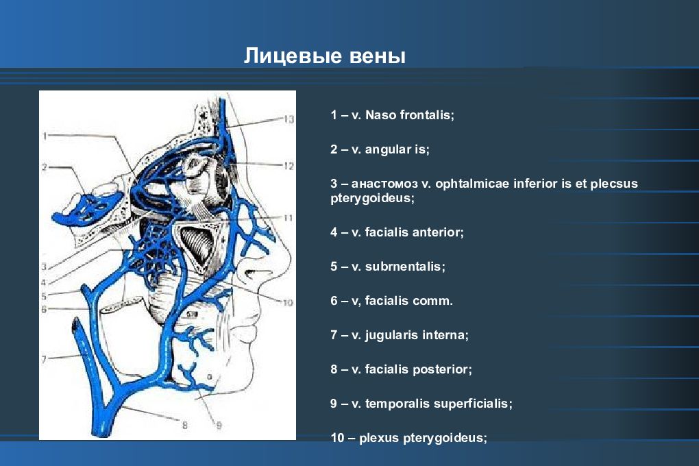 Обозначить вены. Венозные анастомозы отток венозный. Лицевая Вена анастомозы. Занижнечелюстная Вена анатомия. Лицевая Вена занижнечелюстная Вена.