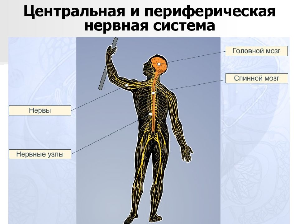 Укажите название органа периферической нервной системы человека. Периферийная нервная система. Нервная и периферическая нервная система. Периферическая система человека. Центральная нервная система.
