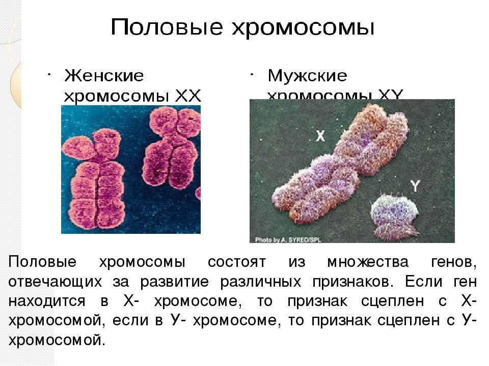 Современное представление о гене схема