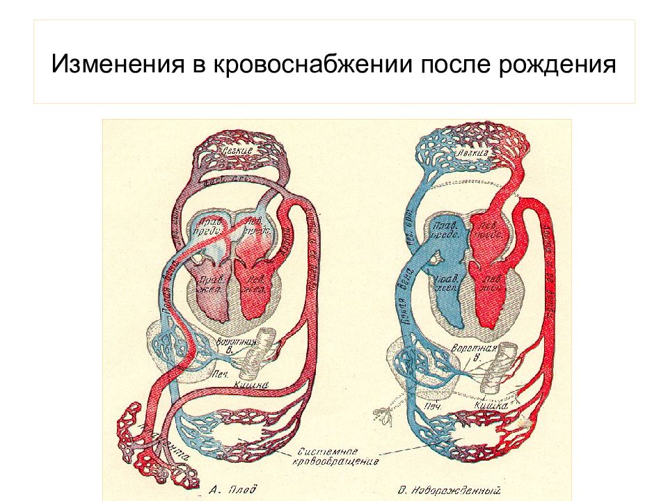 Особенности кровообращения у детей презентация