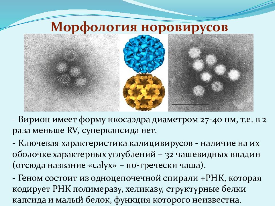 Генотипы норовируса. Норовирус структура. Морфология и структура вирионов. Норовирусы морфология. Норовирусная инфекция этиология.