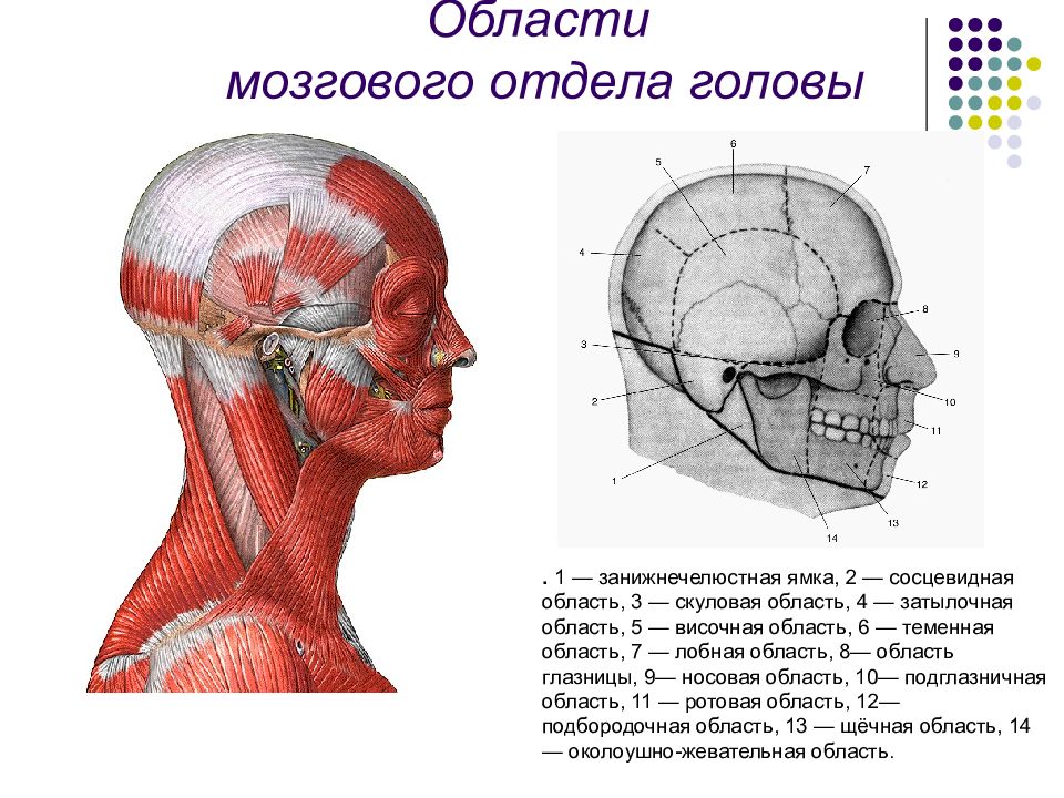 Топографическая анатомия головы