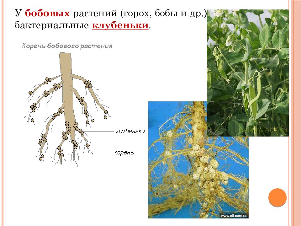 На рисунке изображен корень бобового растения с клубеньками образующимися за счет жизнедеятельности