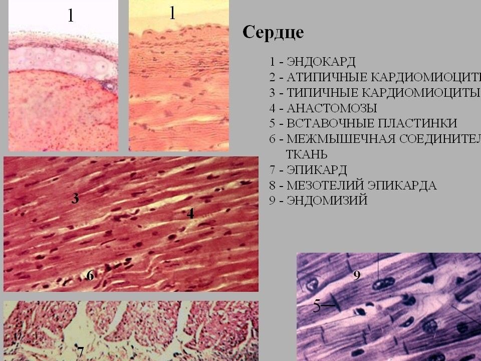 Сердечно сосудистая система гистология презентация
