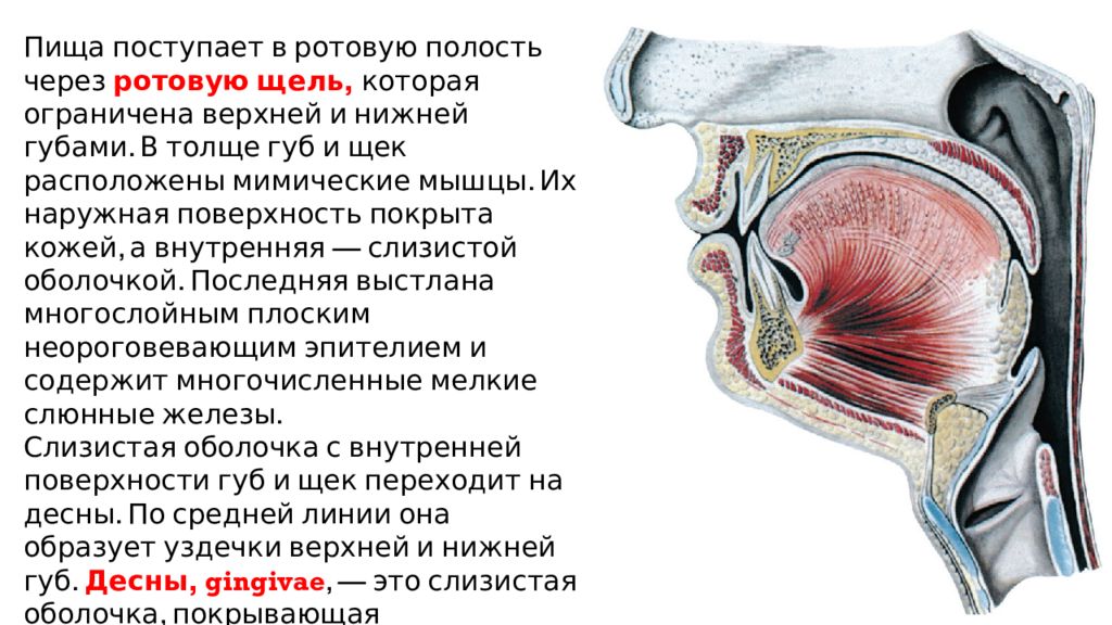 Полость через. Ротовая полость анатомия щель. Ротовая щель губы строение. Поперечная ротовая щель.