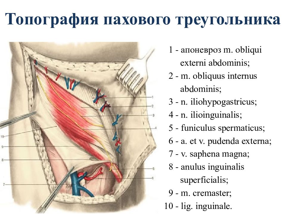 Стенки поднижнечелюстного треугольника