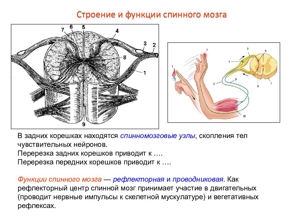 Изучение строения