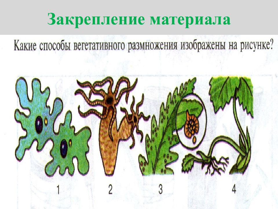 Какой способ размножения изображен на рисунке