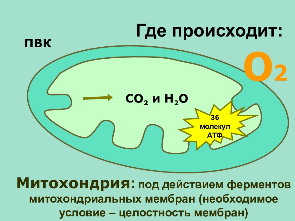 Энергетический обмен в митохондриях рисунок