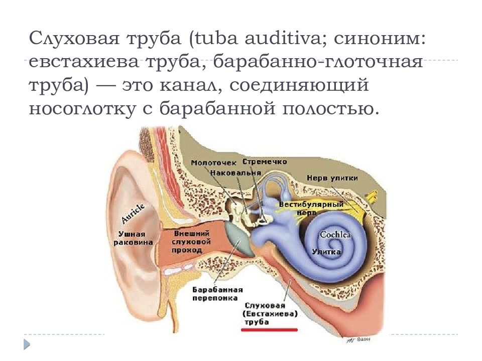 Евстахиева труба на картинке