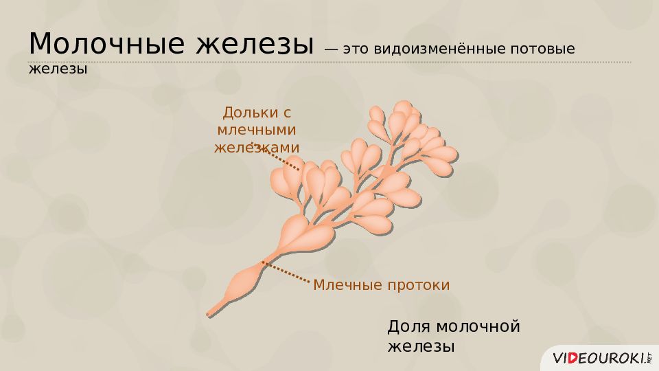 Млечные протоки. Млечные железы. Млечные протоки молочной железы. Млечный проток молочной железы. Молочная железа это видоизмененная.
