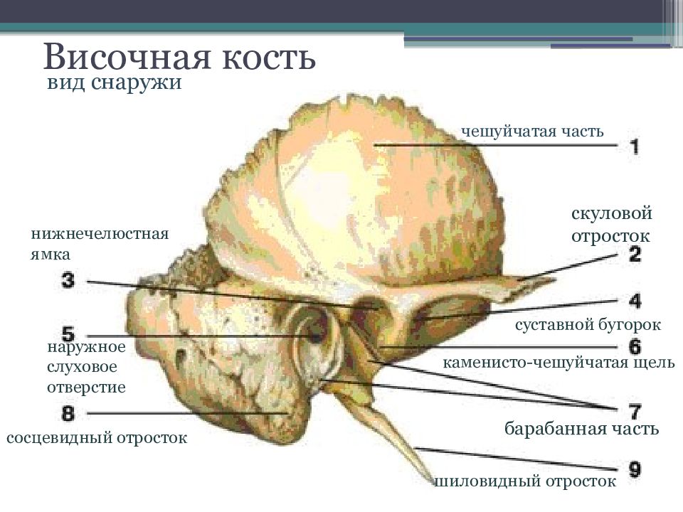 Височная кость рисунок