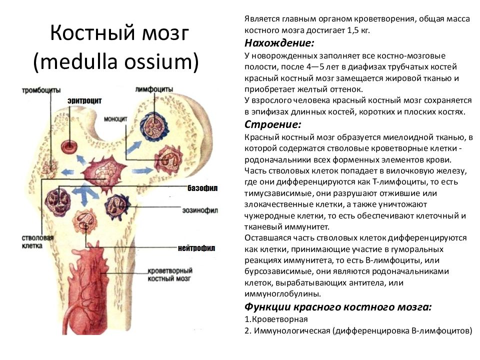 Печени и костного мозга. Красный костный мозг строение и функции. Строение красного костного мозга иммунология. Основные структуры красного костного мозга иммунология. Строение красного костного мозга кратко.