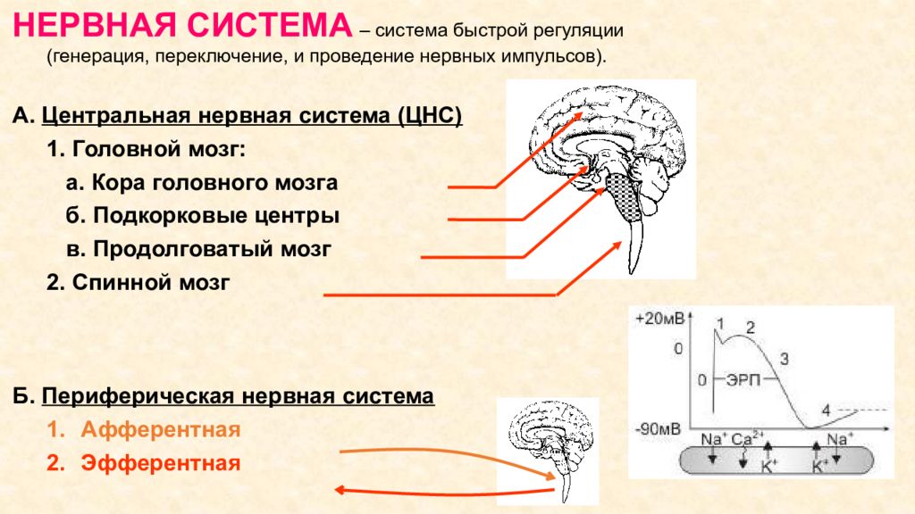 Продолговатый мозг нервные центры регуляции. Афферентные и эфферентные нервы. Афферентная нервная система. Афферентные нервные волокна. Афферентная система.