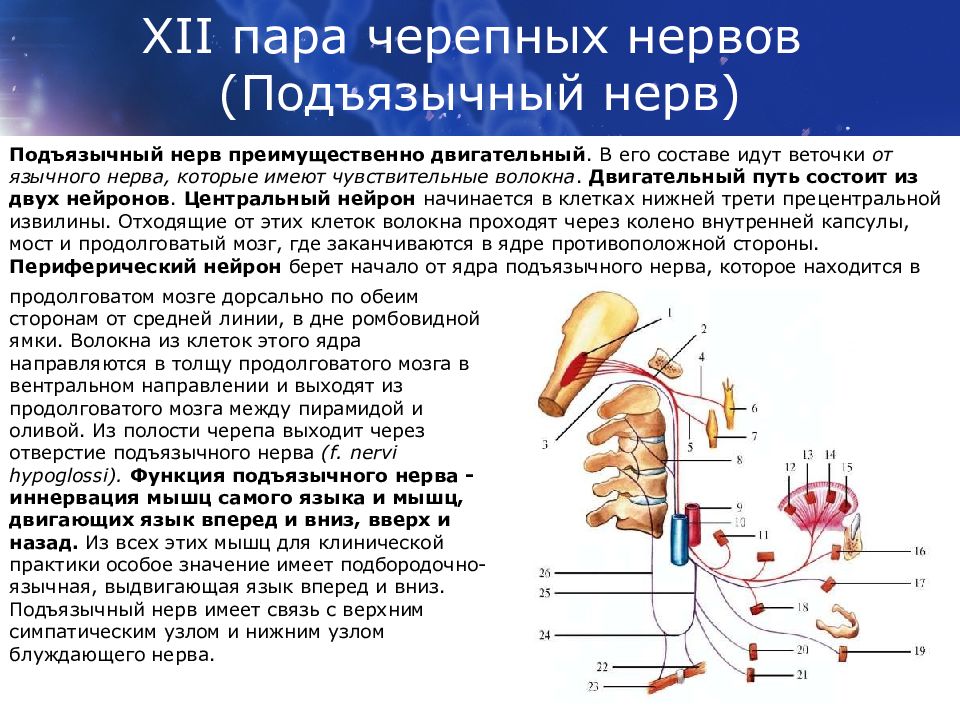 Черепные нервы нейроны. 12 Пара черепных нервов подъязычный. 12 Пара подъязычный нерв функции. 12. Подъязычный нерв (XII пара черепных нервов). Иннервация подъязычного нерва.